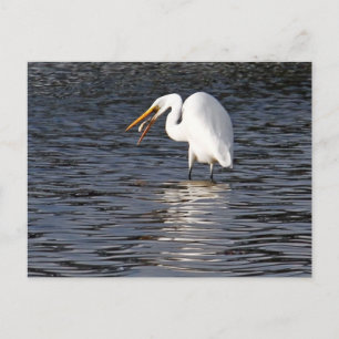 Cartão Postal Almoço Egret do excelente
