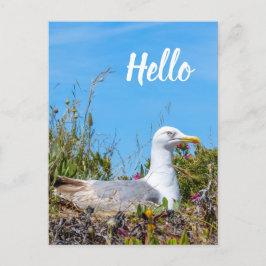 Cartão Postal Alô do Pássaro de Seagull
