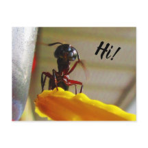 Alô Grande Carpinteiro Ant Waving