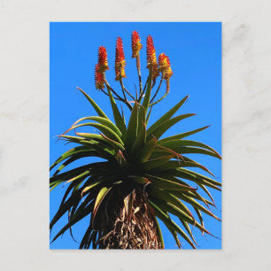 Cartão Postal Aloe Blooming