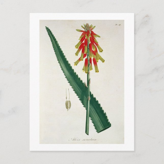 Cartão Postal Aloe de 'Phytographie Medicale' por Joseph Roques (Frente)