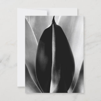 Cartão Postal Aloe - Foto de Arte Macrofina a Preto e Branco