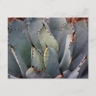 Cartão Postal Aloe Succulent Spines