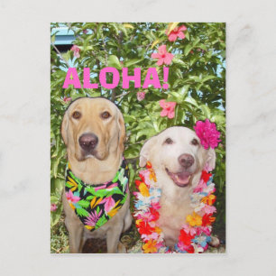 CARTÃO POSTAL ALOHA!