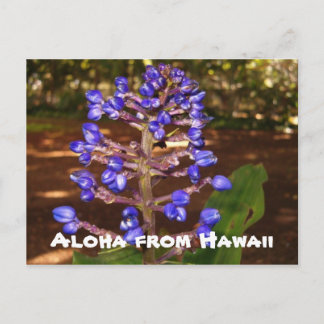 Cartão Postal Aloha de Havaí