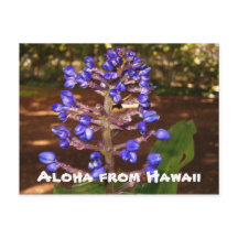 Aloha de Havaí