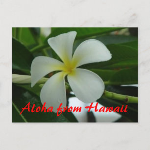 Cartão Postal Aloha do Havaí