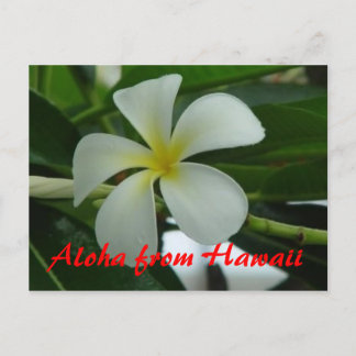 Cartão Postal Aloha do Havaí