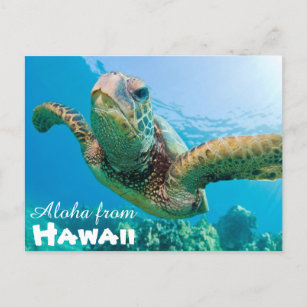 Cartão Postal Aloha do Havaí Honu Green Sea Turtle