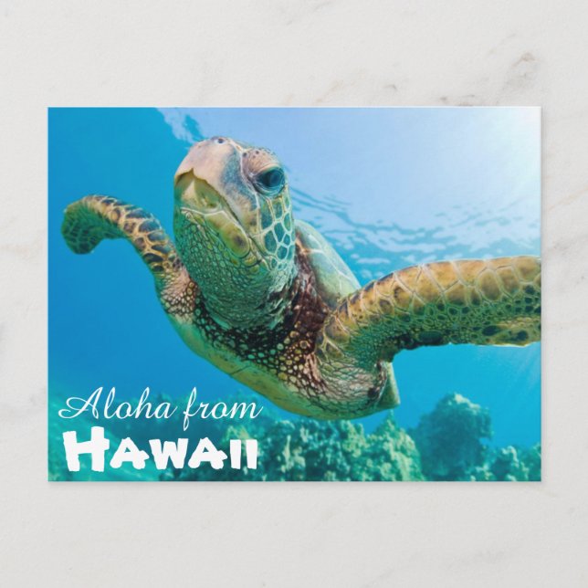 Cartão Postal Aloha do Havaí Honu Green Sea Turtle (Frente)