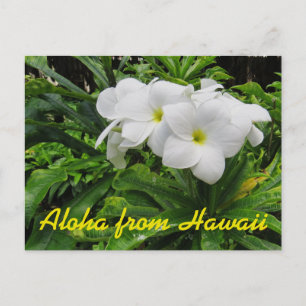 Cartão Postal Aloha Hawaii White Plumeria Tropical Flor