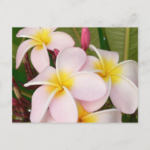 Cartão Postal Aloha Hawaiian Frangipani Blossoms Plumerias