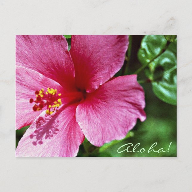 Cartão Postal Aloha! Hibiscus cor-de-rosa (Frente)