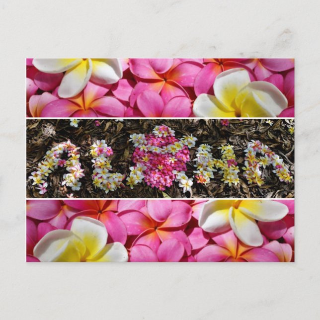 Cartão Postal Aloha Honu Turtle Hawaii Plumeria Flower Paradise (Frente)