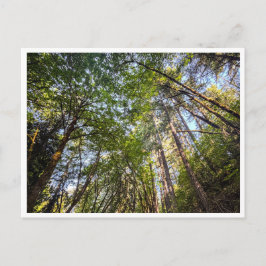 Cartão Postal Along the trail