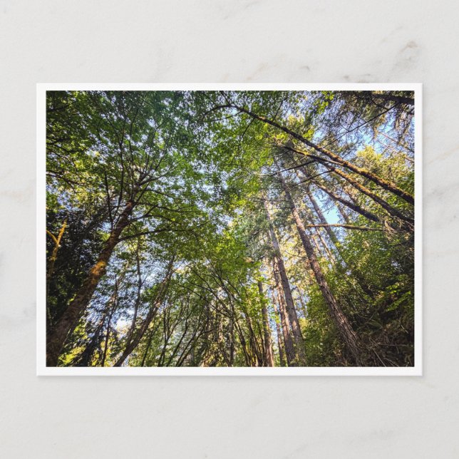 Cartão Postal Along the trail (Frente)