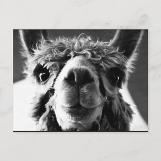 Cartão Postal Alpaca