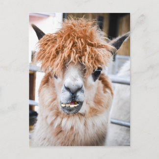 Cartão Postal Alpaca