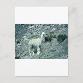Cartão Postal Alpaca