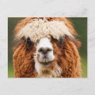 Cartão Postal Alpaca