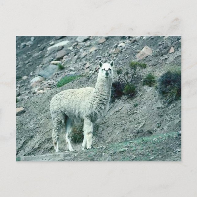 Cartão Postal Alpaca (Frente)