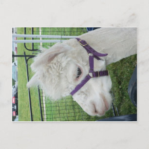 Cartão Postal Alpaca branca, 1