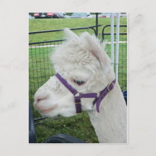Cartão Postal Alpaca branca, 1
