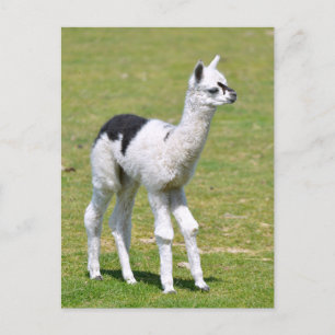 Cartão Postal Alpaca branca e preta