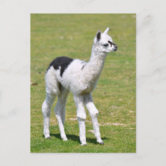 Cartão Postal Alpaca branca e preta (Frente)