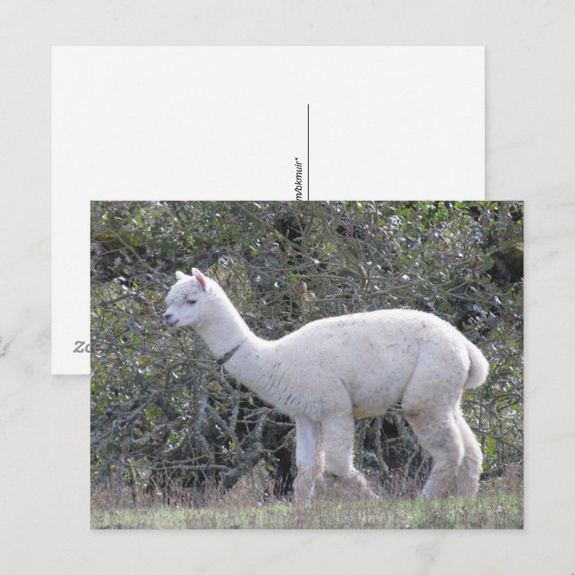 Cartão postal - Alpaca Branco (Frente/Verso)