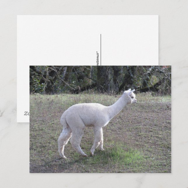 Cartão postal - Alpaca Branco à Luz do Sol (Frente/Verso)