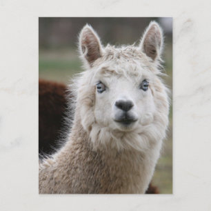 Cartão Postal Alpaca de olhos azuis