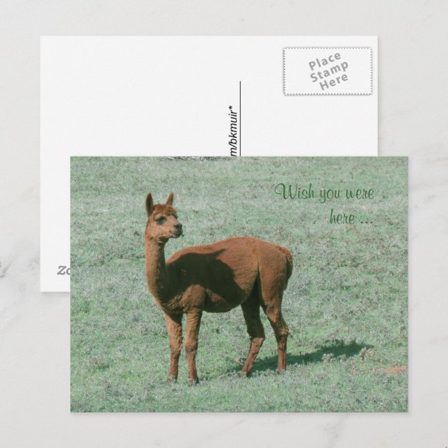 Cartão postal - Alpaca - Desejamos que você esteja (Frente/Verso)