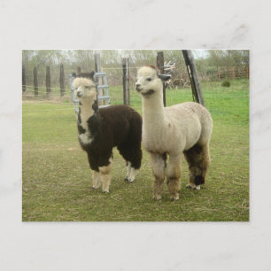 Cartão Postal Alpaca Duo