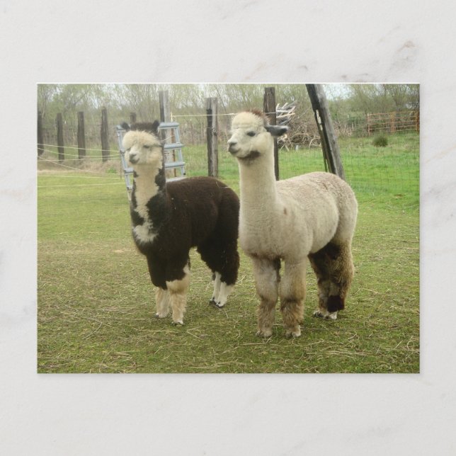 Cartão Postal Alpaca Duo (Frente)