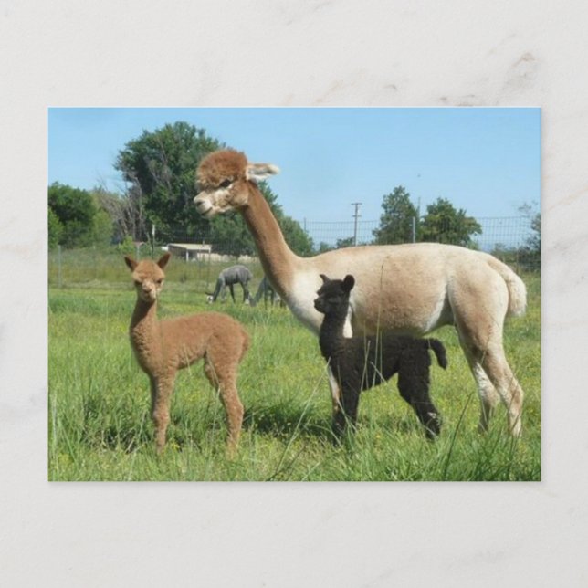 Cartão Postal Alpaca E Dois Cria (Frente)
