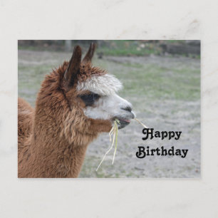 Cartão Postal Alpaca Eating Hay Animal Photo Birthday