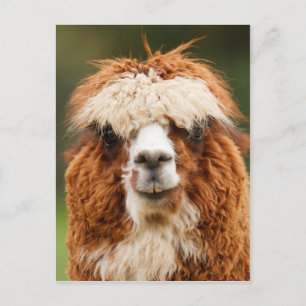 Cartão Postal Alpaca engraçada com dentes grandes