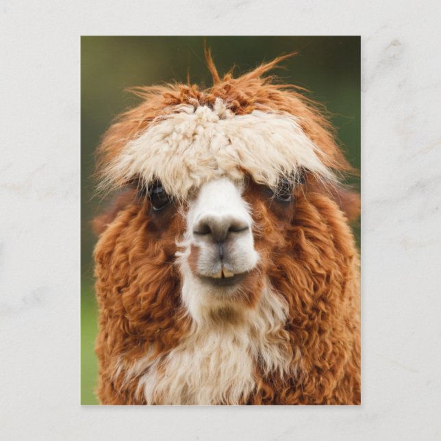 Cartão Postal Alpaca engraçada com dentes grandes (Frente)