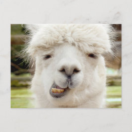 Cartão Postal Alpaca Engraçado