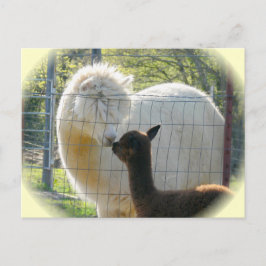 Cartão postal Alpaca Kisses