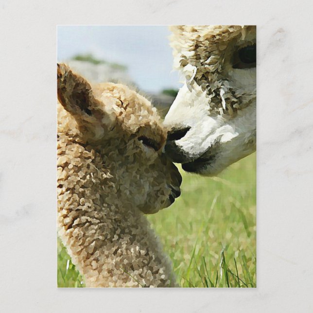 Cartão Postal Alpaca Love (Frente)