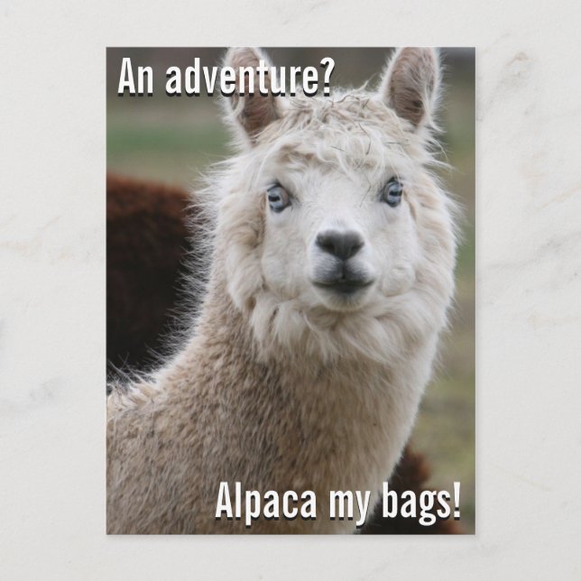 Cartão Postal Alpaca My Bolsas for Adventure Postcard (Frente)