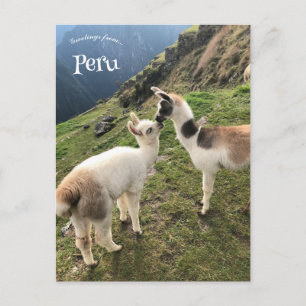 Cartão Postal Alpaca no Peru