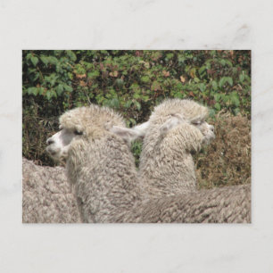 Cartão Postal Alpaca, Parque Llaviucu, Equador