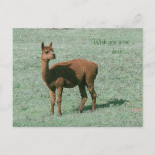 Cartão postal - Alpaca - Quem me dera que estivess