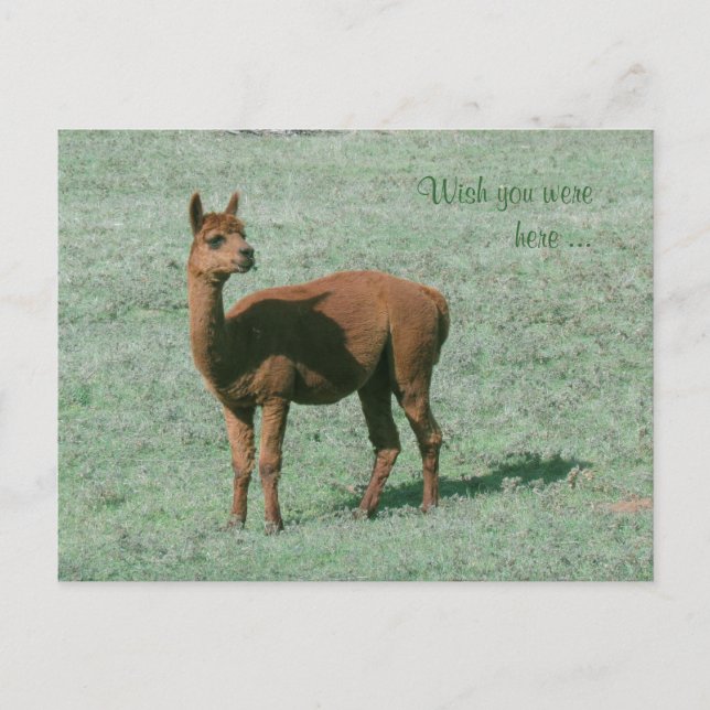 Cartão postal - Alpaca - Quem me dera que estivess (Frente)