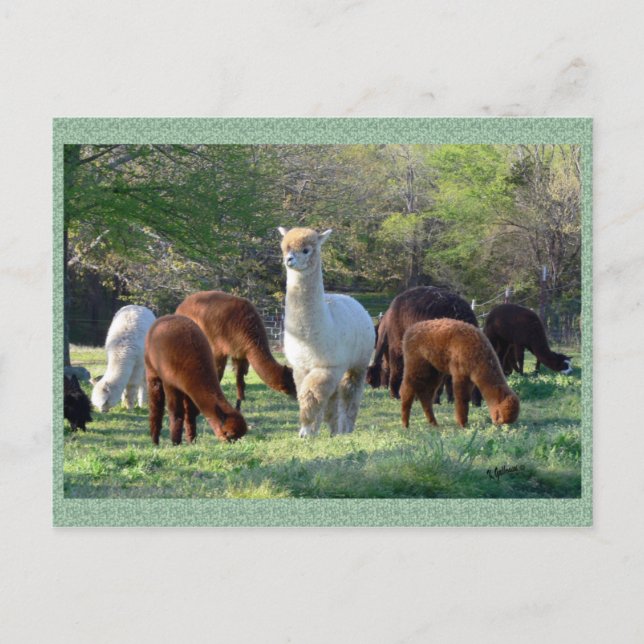 Cartão Postal Alpaca Sleigh Belle Postcard (Frente)