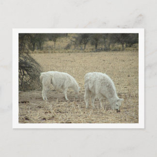 Cartão Postal alpacas