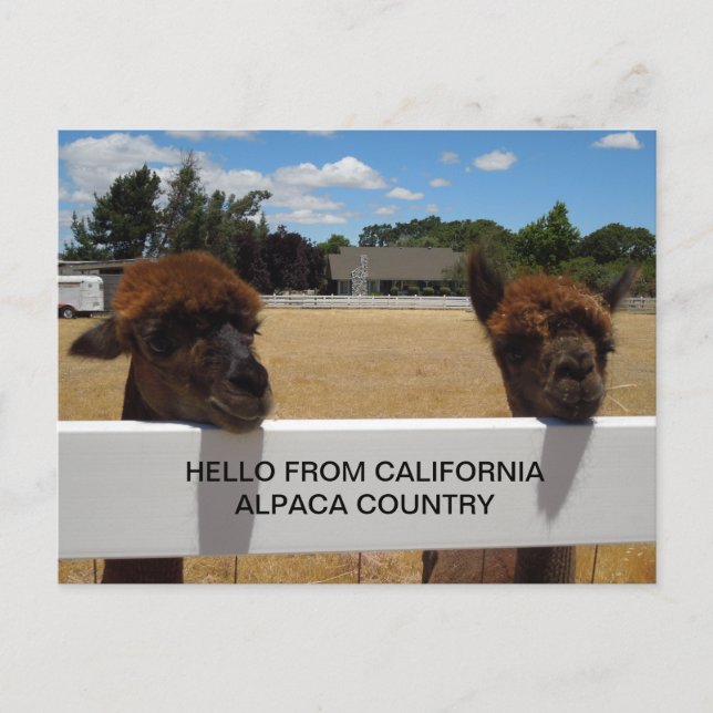 Cartão Postal Alpacas em Templeton, Califórnia (Frente)